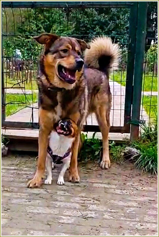 Яша с другом. В домике.:) - Валерия Комова