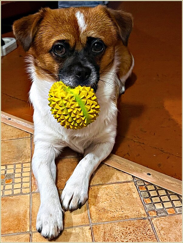 Про Яшика. - Валерия Комова