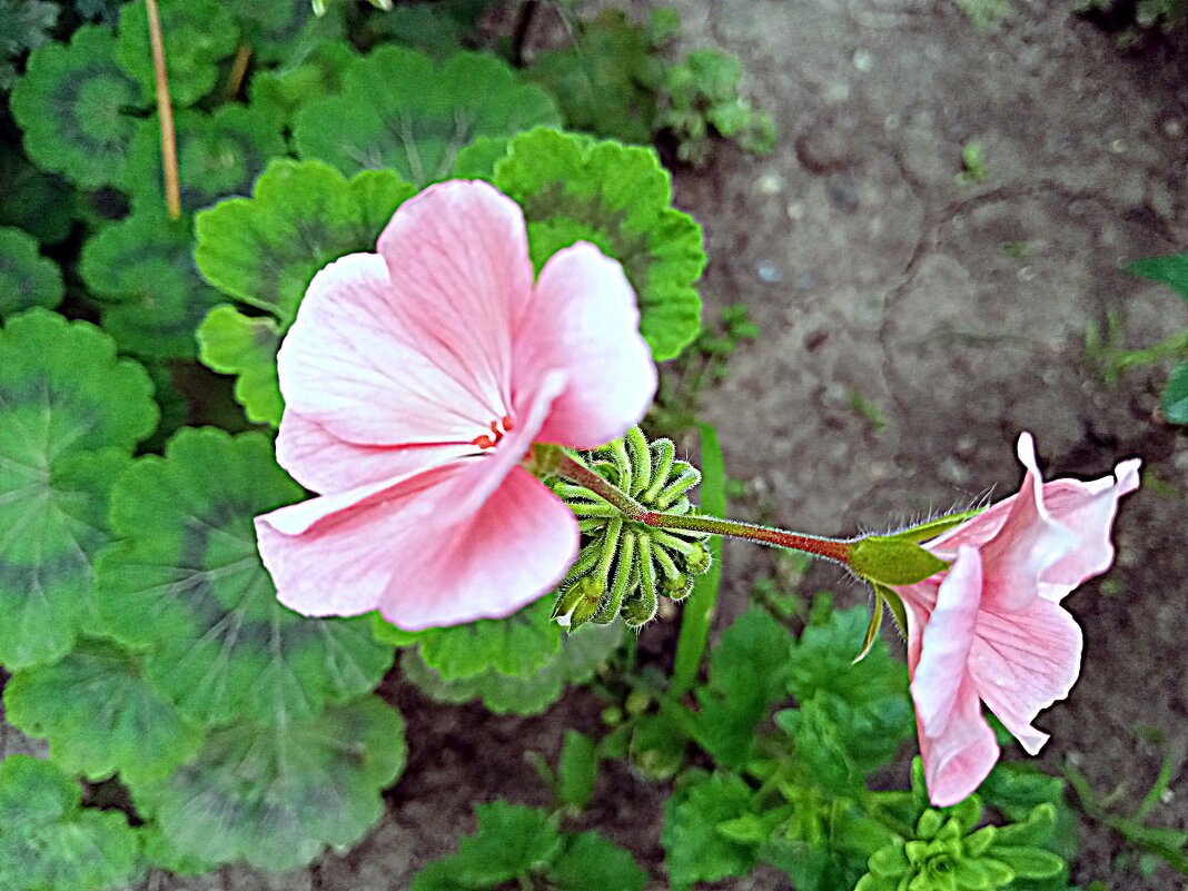 Цветы. - Владимир Драгунский