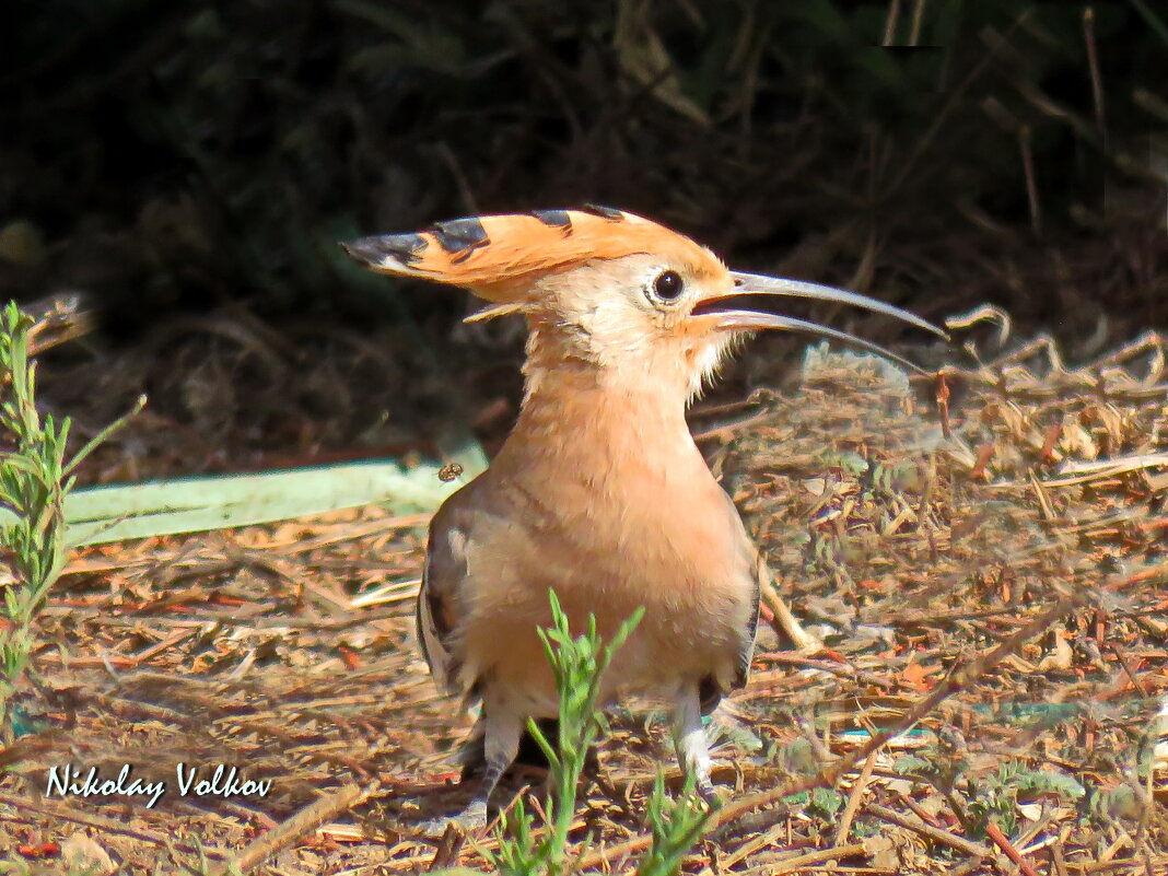 Удод - Николай Волков Удод - Николай Волков
