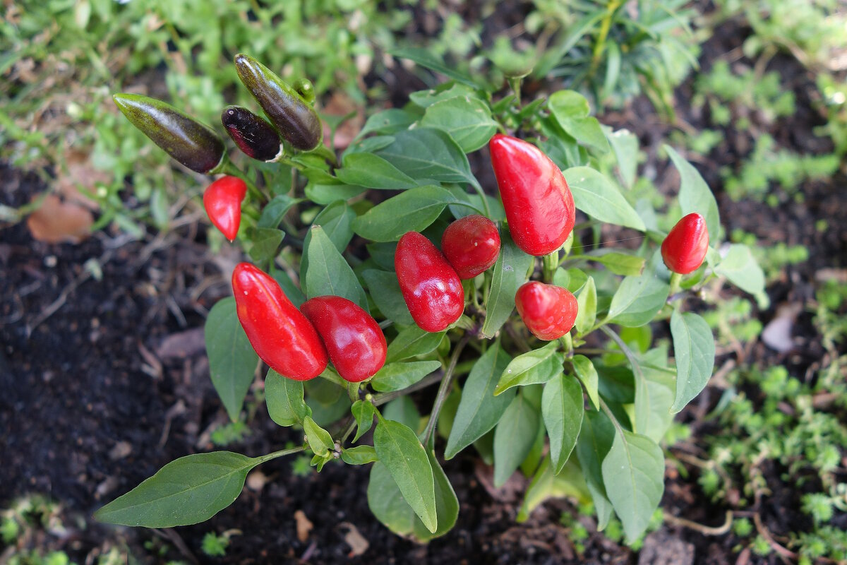 Дары осени - Рита Симонова Дары осени - Рита Симонова