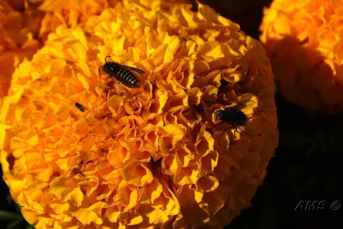 !!!! - kolyeretka !!!! - kolyeretka