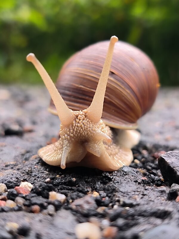 Гроза садов и огородов - Тамара Вебер