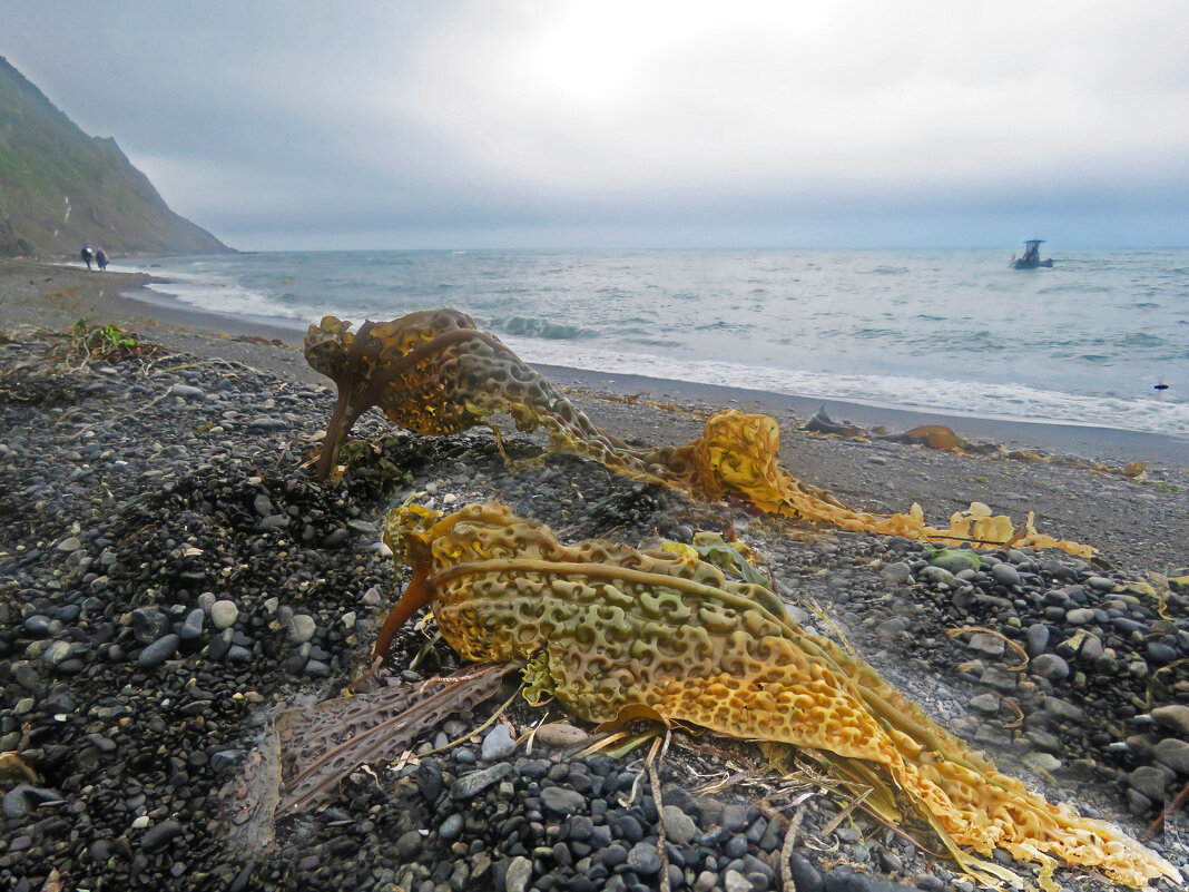 И это тоже ламинария. (морская капуста) - ИРЭН@ .