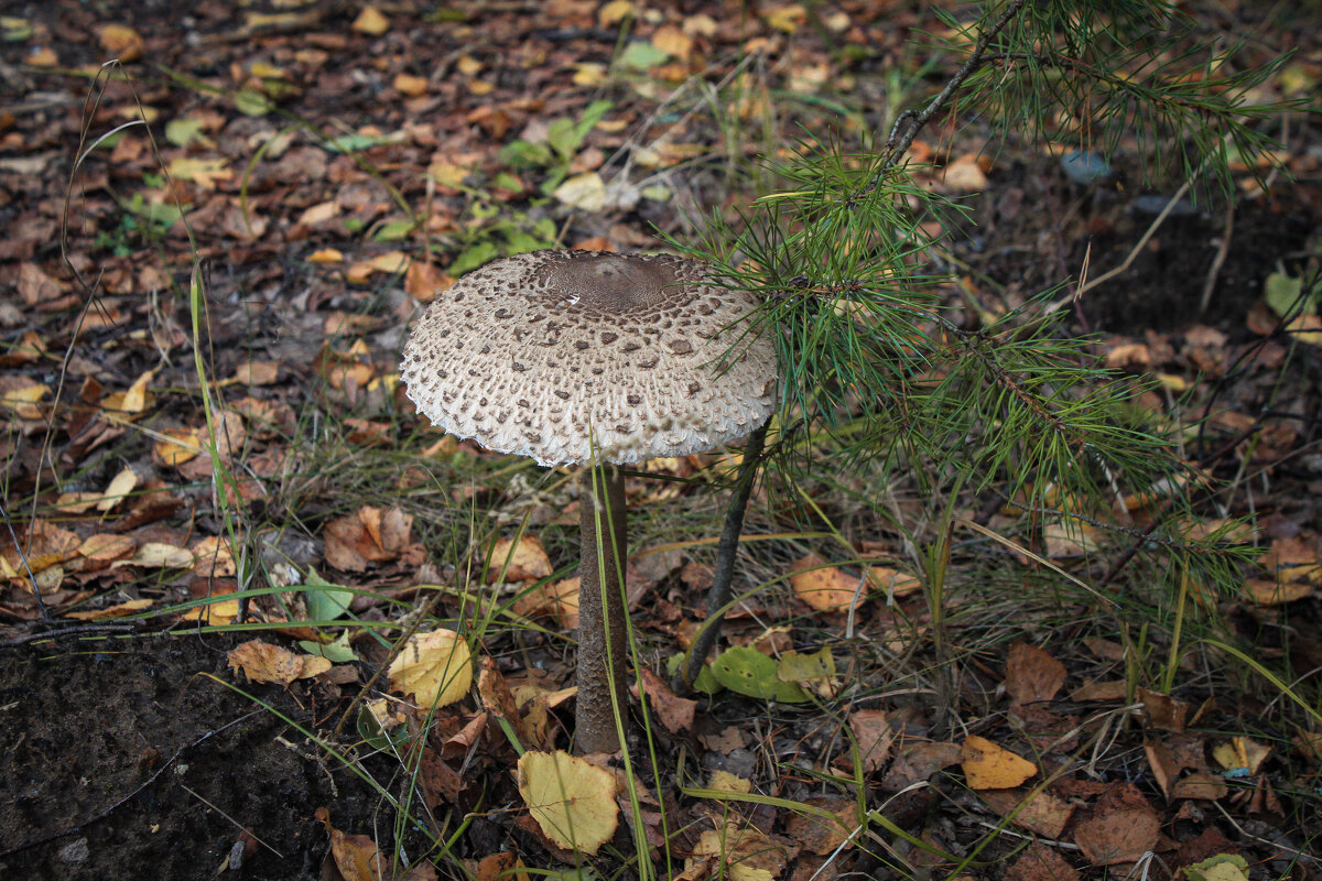 *** - Владимир Зеленцов