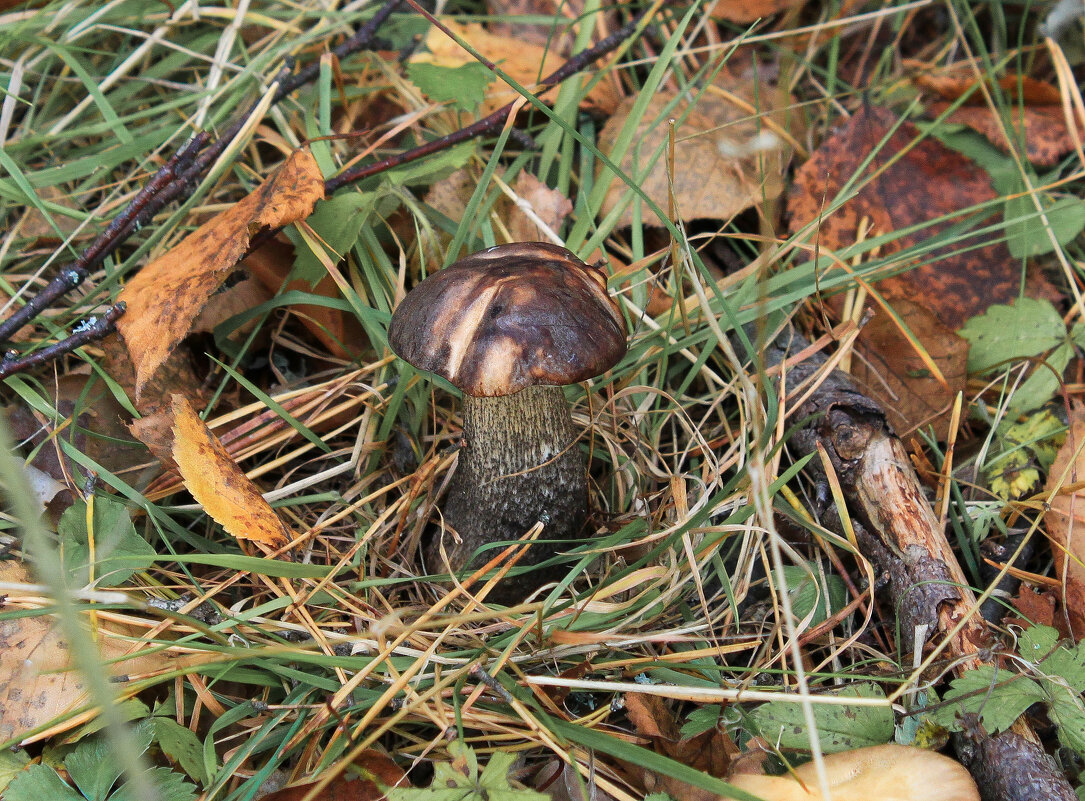 *** - Владимир Зеленцов