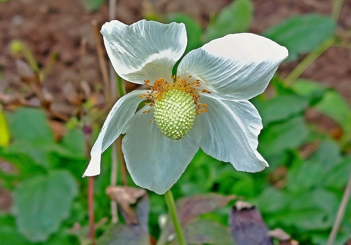 Одинокая анемона! - Валентина Нефёдова Одинокая анемона! - Валентина Нефёдова