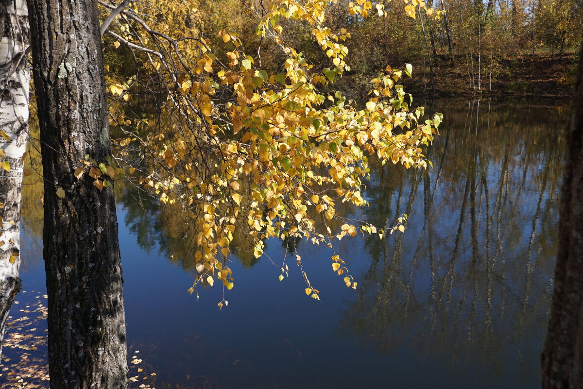 Берёзка - Наталия Григорьева
