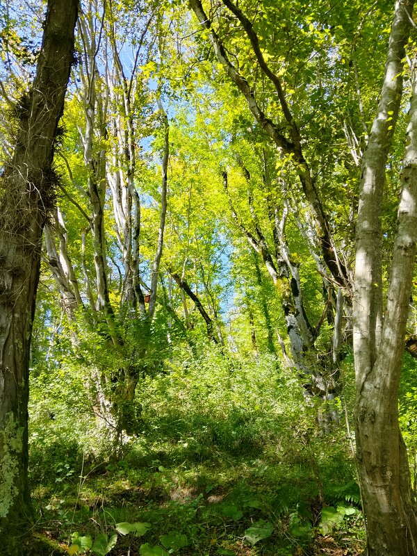 Министерские озёра - Tata Wolf