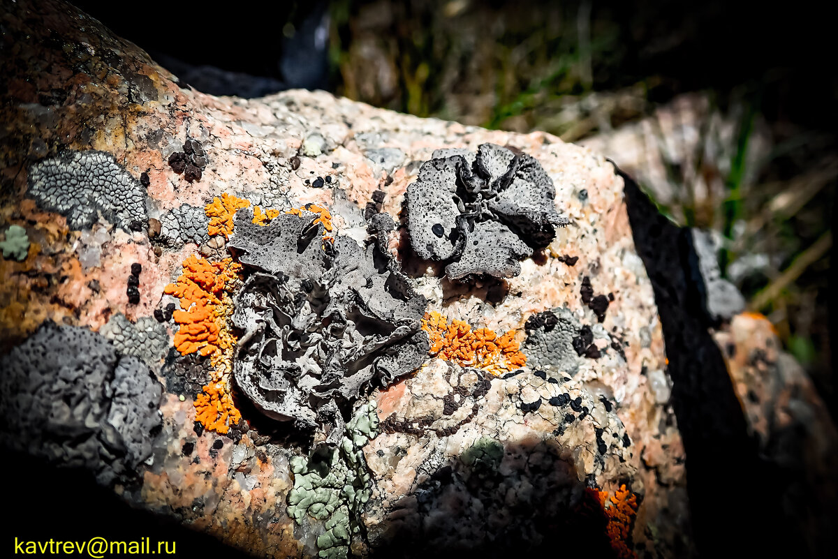 УЗОРЫ ЖИЗНИ НА КАМНЕ - HART BAD