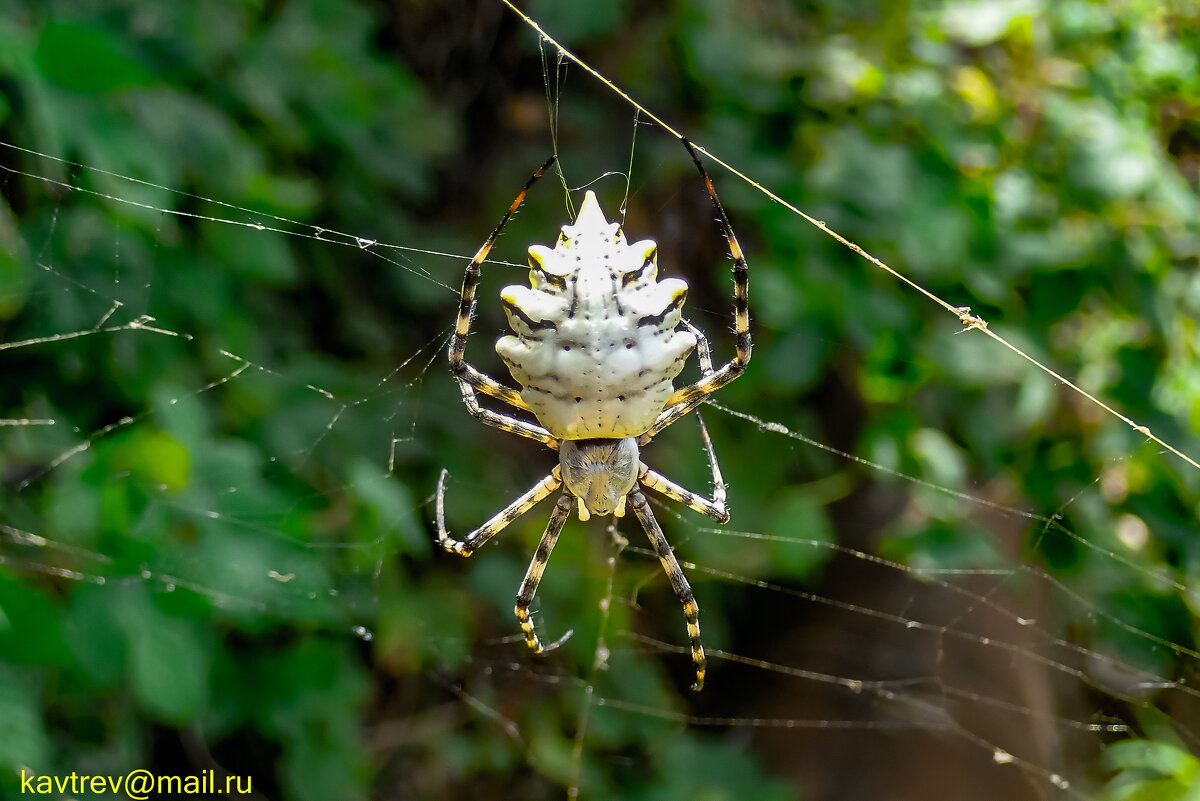 Ядовитый паук Аргиопа дольчатая, или аргиопа лобата - HART BAD