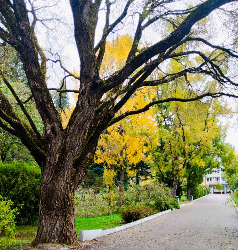 В Ботаническом саду - Галина Бобкина