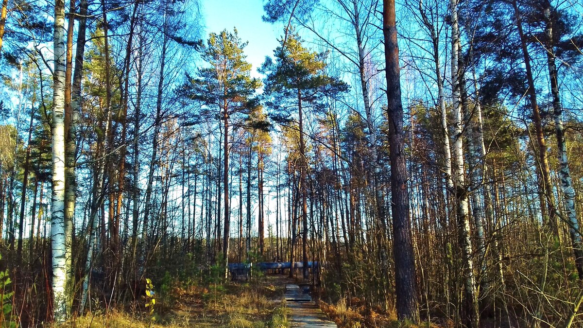 сосны и голубое небо - Владимир 