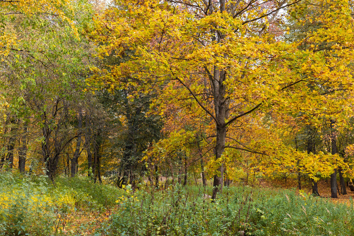 Осеннее дерево - Александр Синдерёв