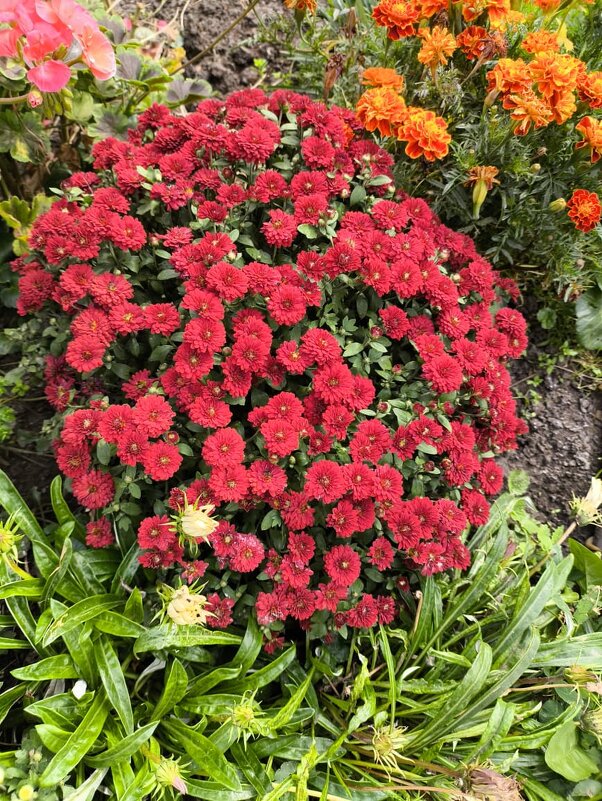 Курск. В саду у дома - Ирэн 