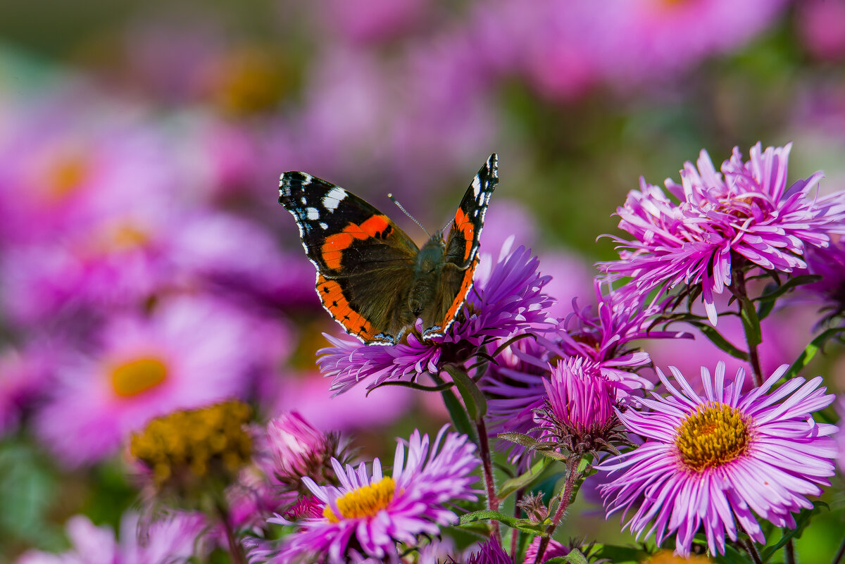 Последние теплые дни осени.... - Sergey (Apg)