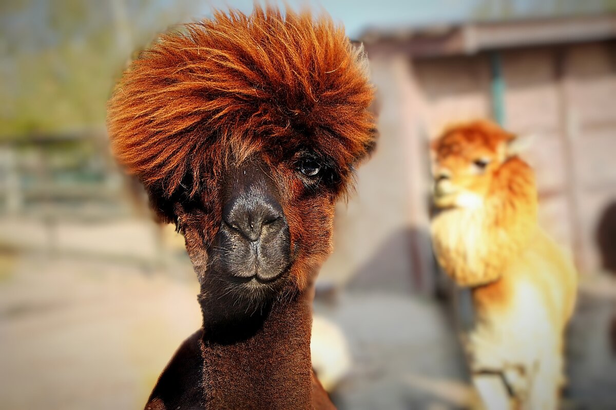 Красавец,глаз не отвести. - Тамара Вебер