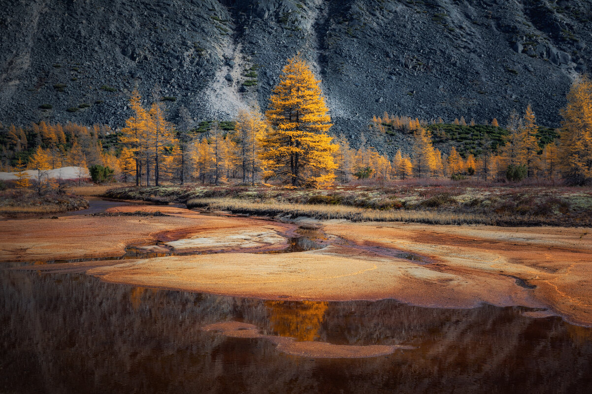 Золото колымских лиственниц - Дмитрий Шишкин