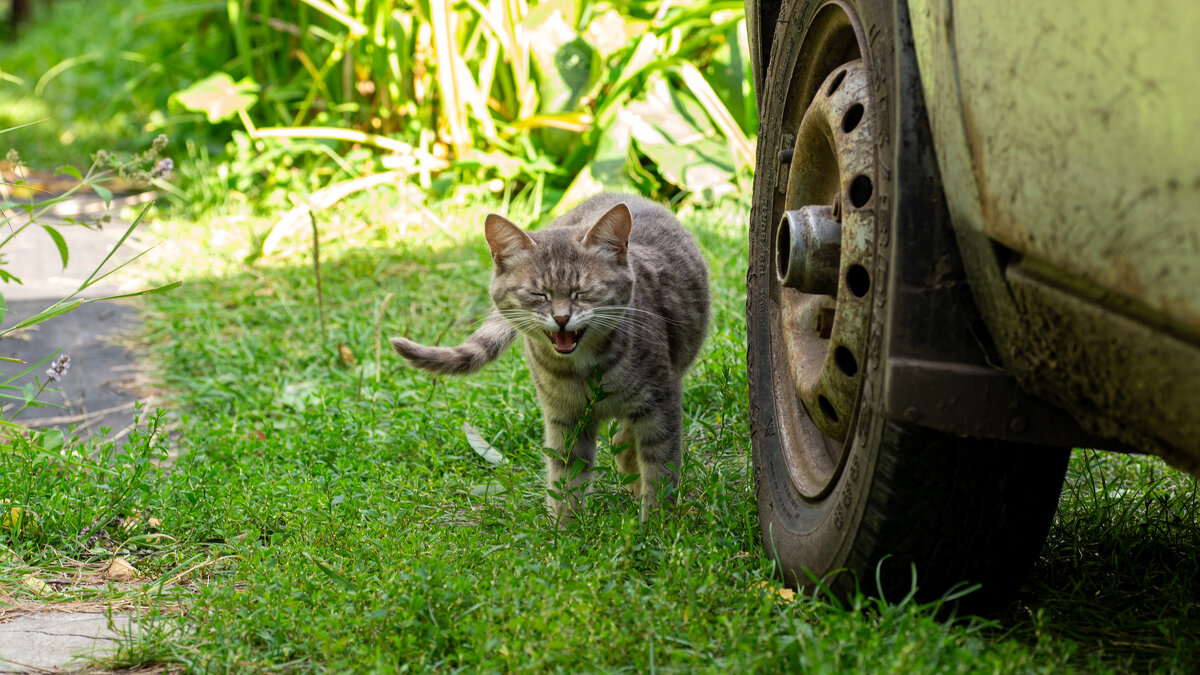 Покушать дадут? - Владимир Иванович