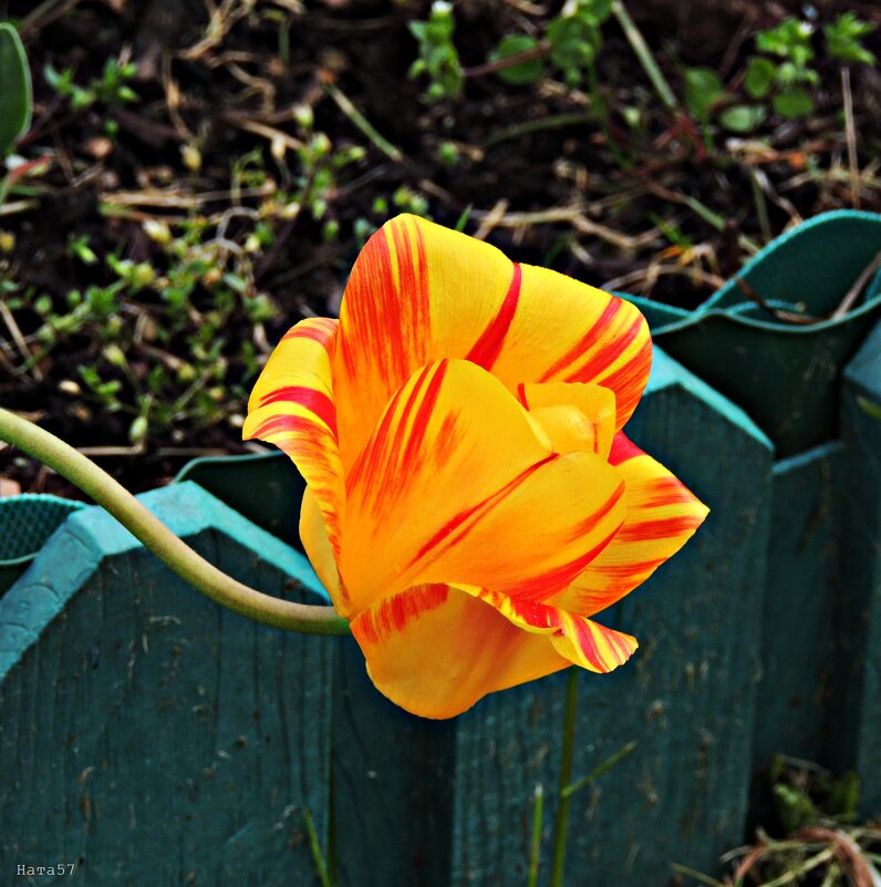 С поклоном! - Ната57 Наталья Мамедова С поклоном! - Ната57 Наталья Мамедова