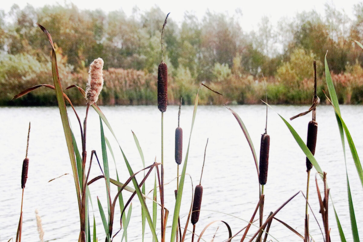 Рагоз широколистный. - Вячеслав. Синицын