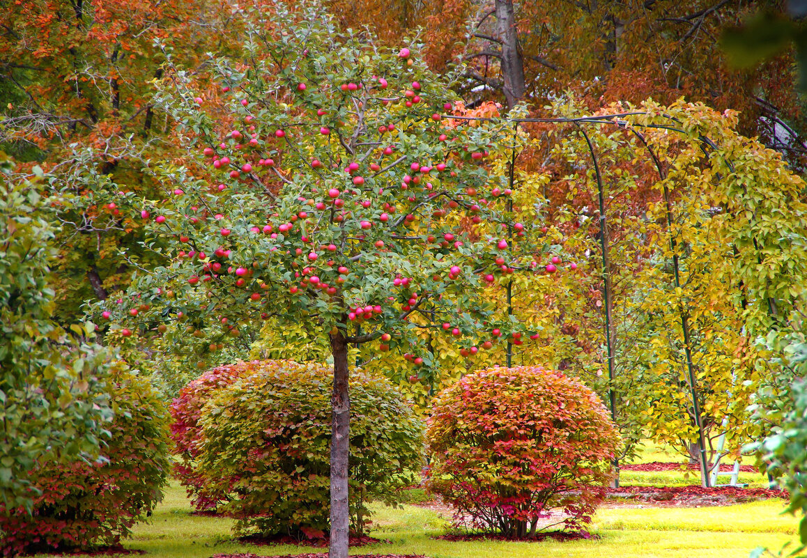 Яблоневый сад - Ирэна Мазакина