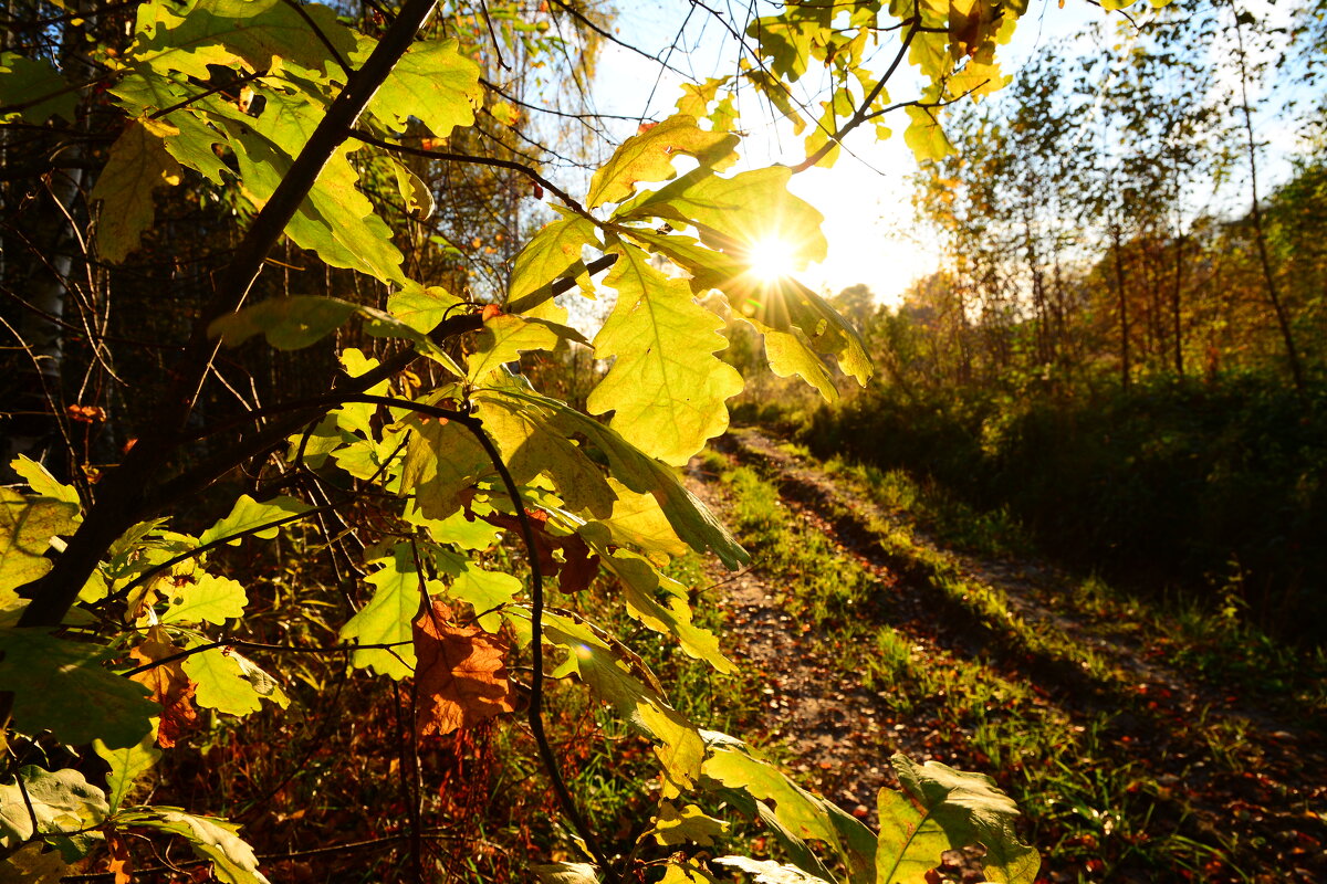 Осенние листья. - Михаил Колосов 
