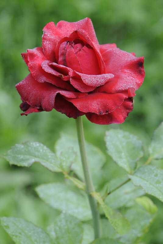Роза после легкого мороза - Иван Генералов Роза после легкого мороза - Иван Генералов