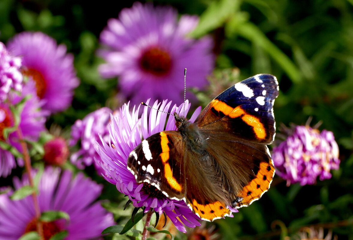 бабочки, снятые сегодня 2 - Александр Прокудин