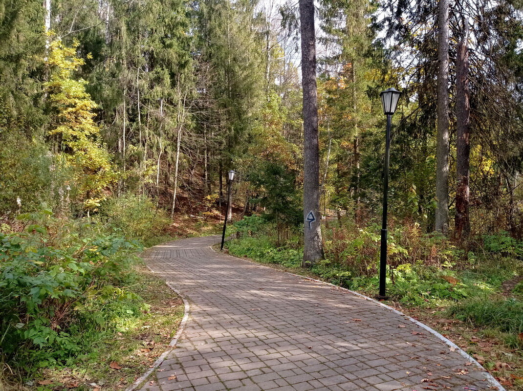 Цивилизация в лесу - Александр Чеботарь Цивилизация в лесу - Александр Чеботарь