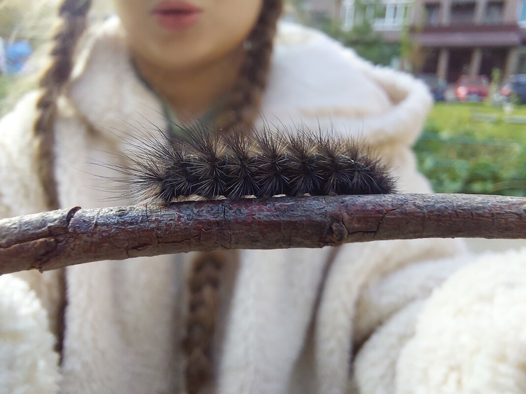 Два лохматых друга) - Артём 