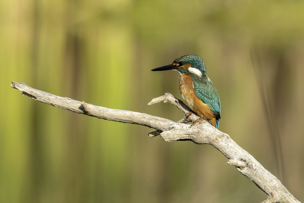 Обыкновенный зимородок. - Alexander Amromin