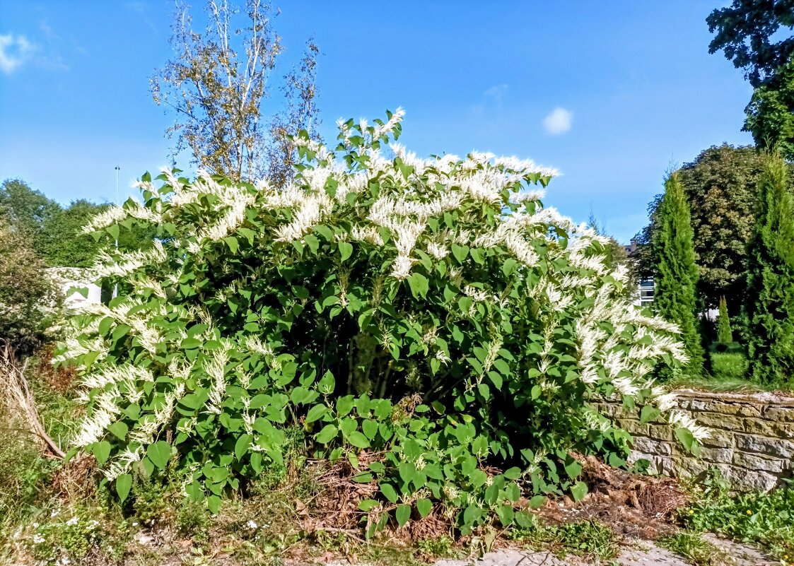 Горец (сахалинская гречиха), красота - страшная сила ) - Veera V