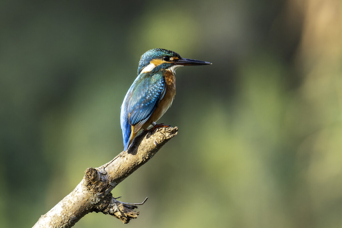 Обыкновенный зимородок. - Alexander Amromin Обыкновенный зимородок. - Alexander Amromin