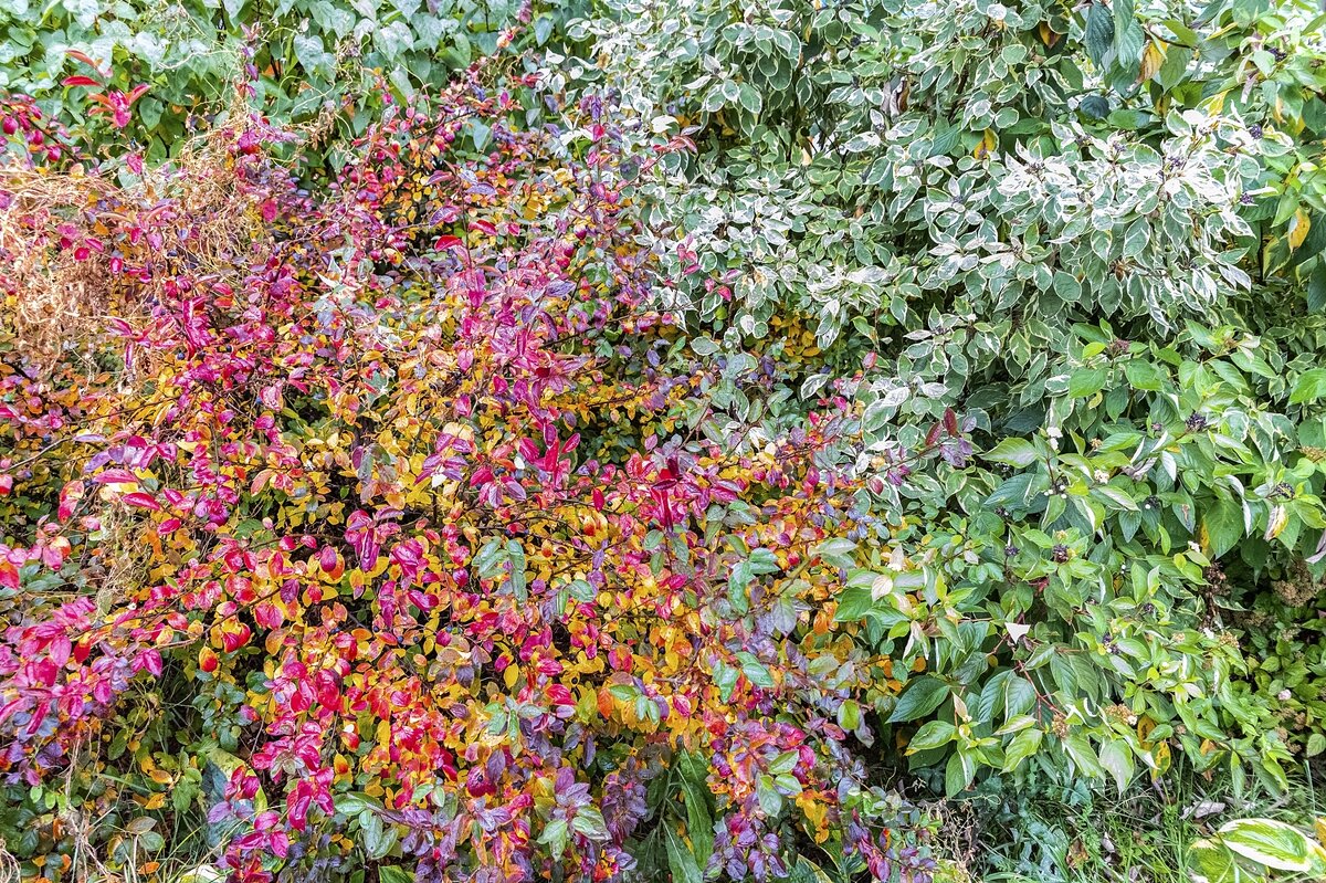 Разноцветный октябрь - Валерий Иванович