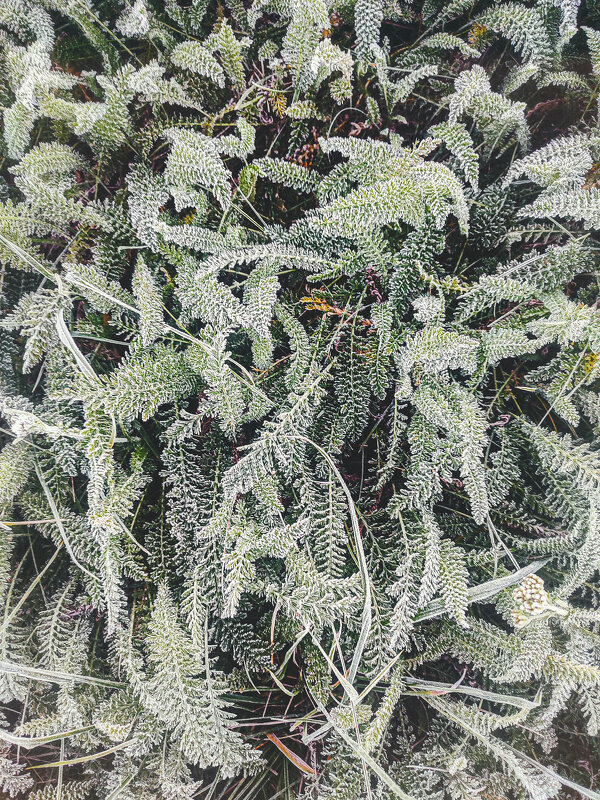 Замороженные 2 - AZ east3