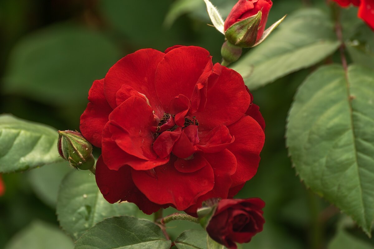 Роза - Игорь Сикорский