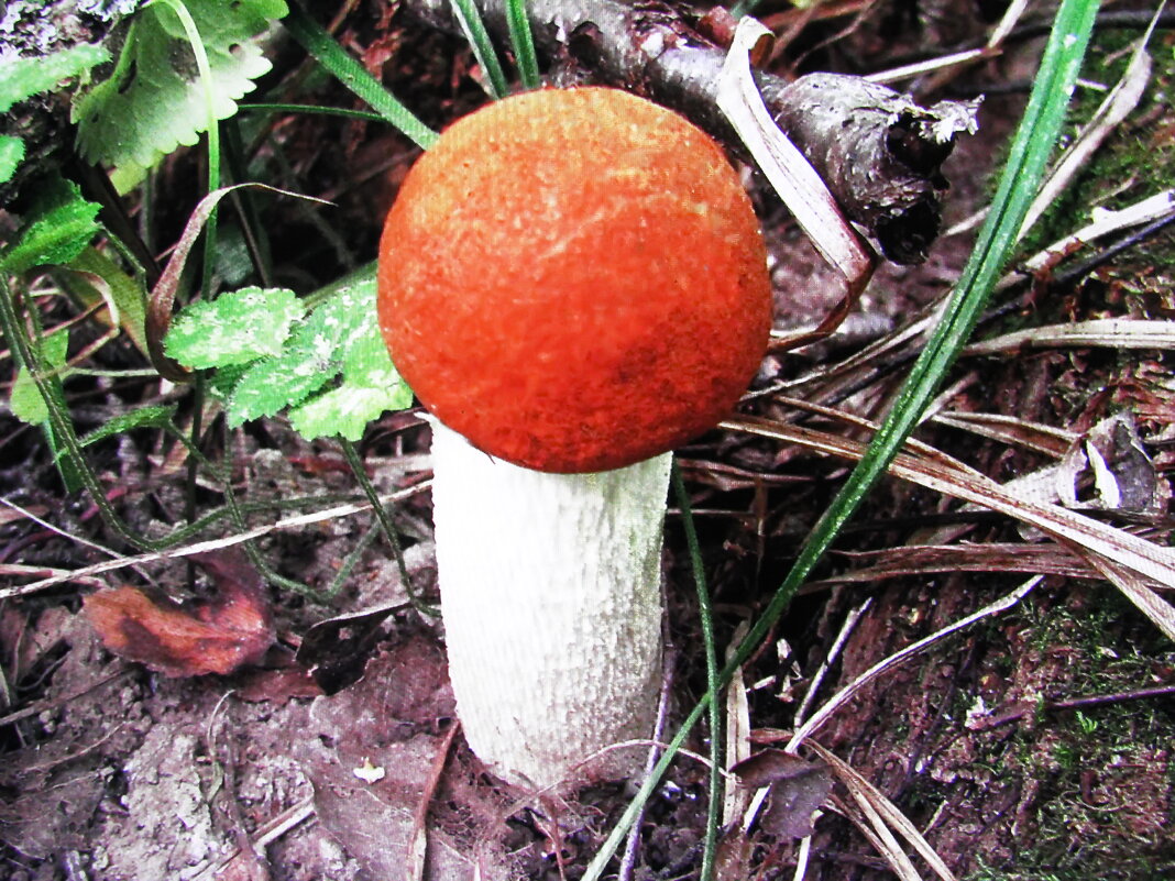 Красавчик - Людмила Смородинская Красавчик - Людмила Смородинская