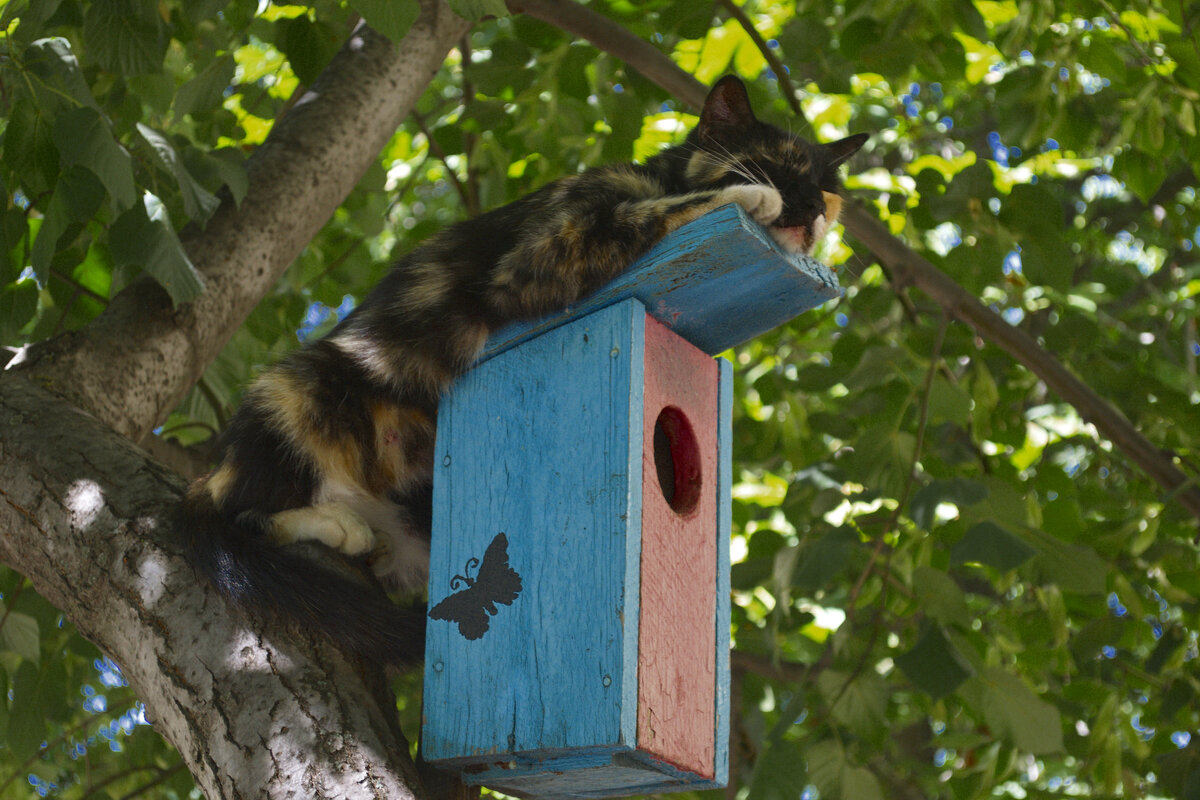 Кошка спит на скворечнике - Александр Лычагин