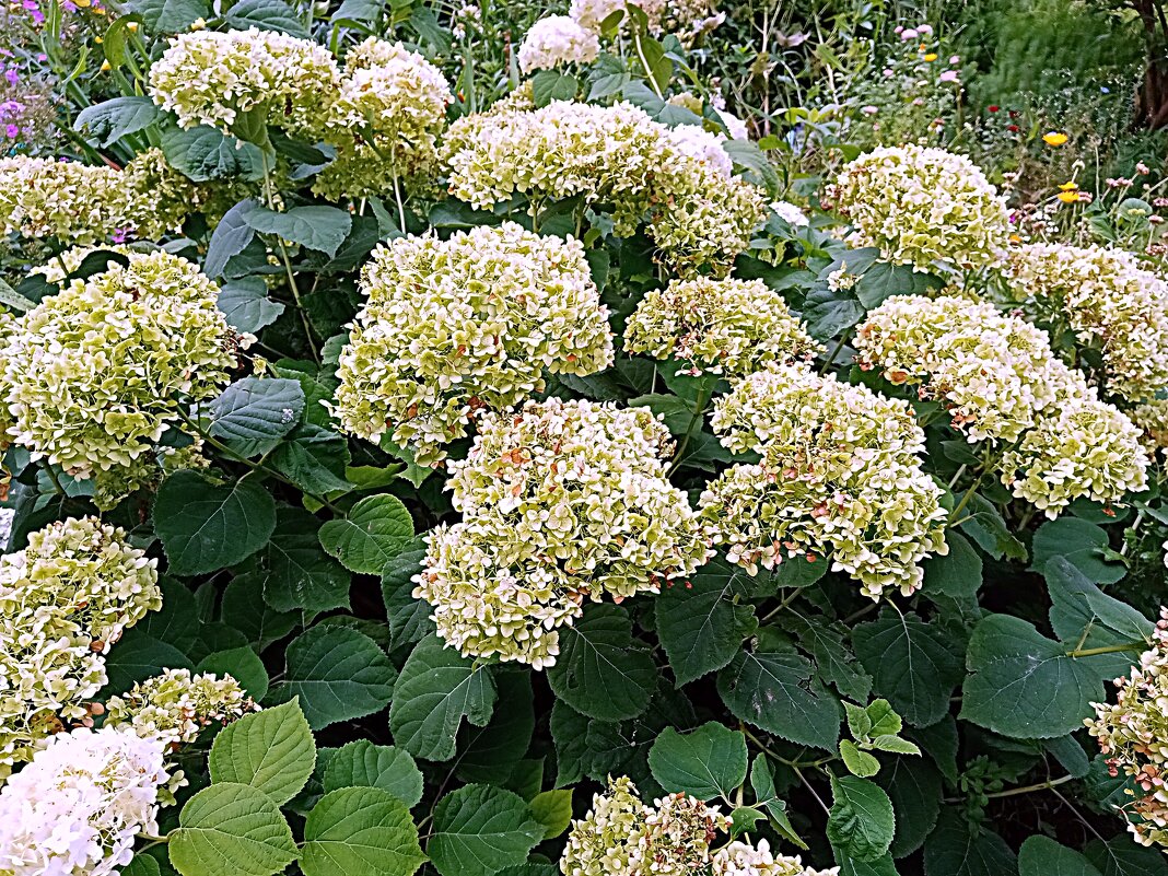 Цветы. - Владимир Драгунский Цветы. - Владимир Драгунский