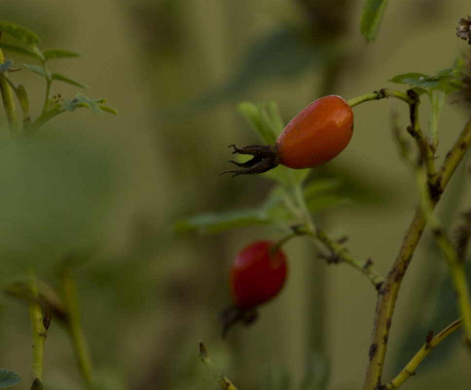 Шиповник - Олег Денисов Шиповник - Олег Денисов