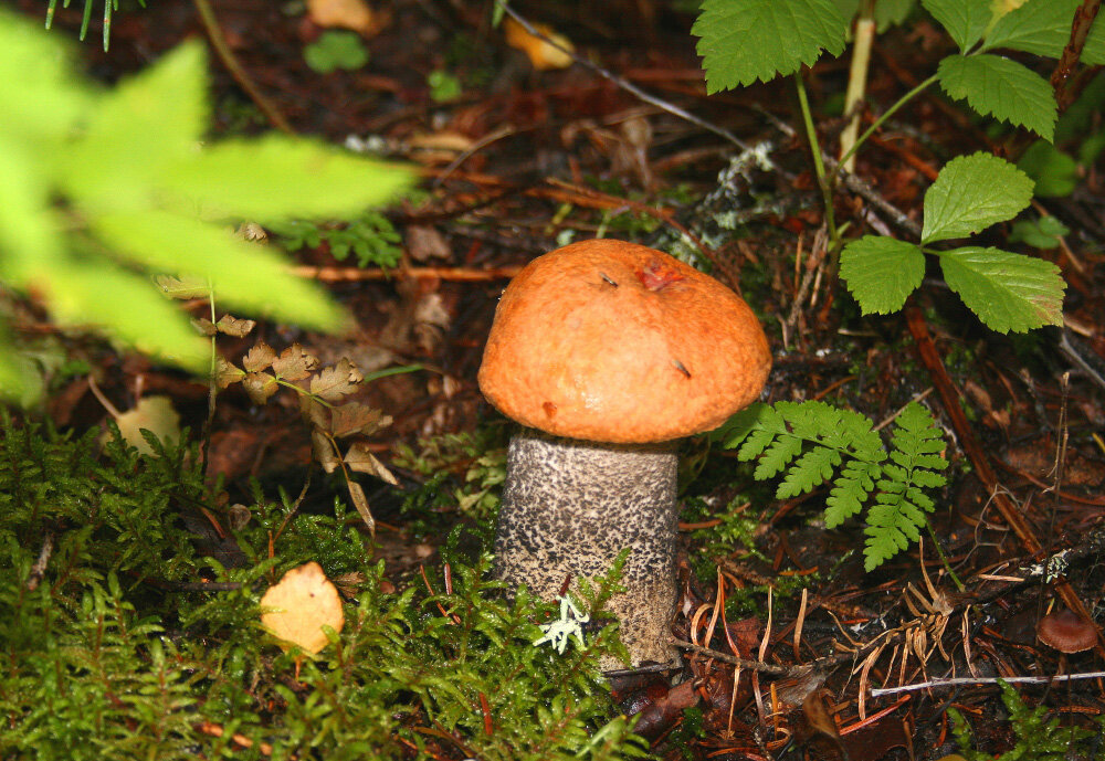 Спрятался... - Галина Ильясова Спрятался... - Галина Ильясова