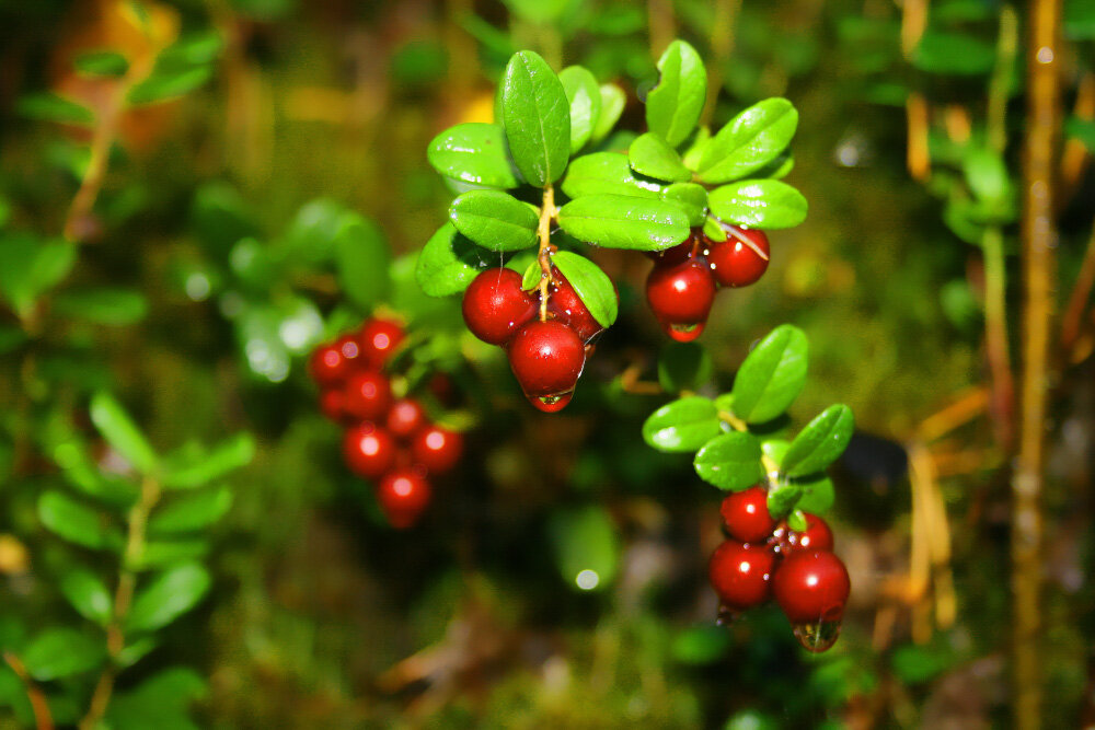 Брусничка - Галина Ильясова