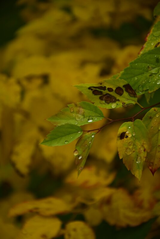 Капельки на листиках - Мария Яковлева