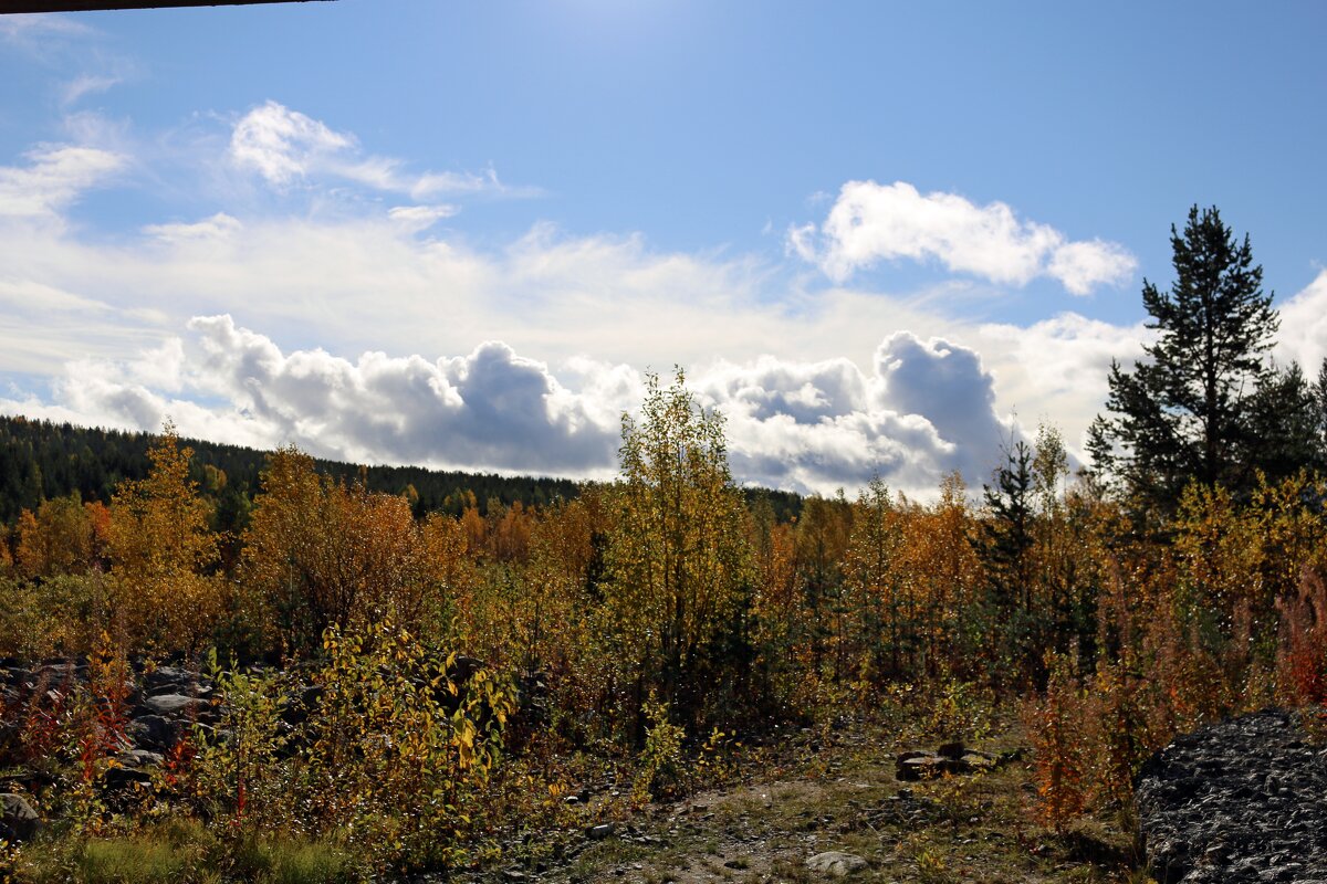 Палитра осени - Ольга 