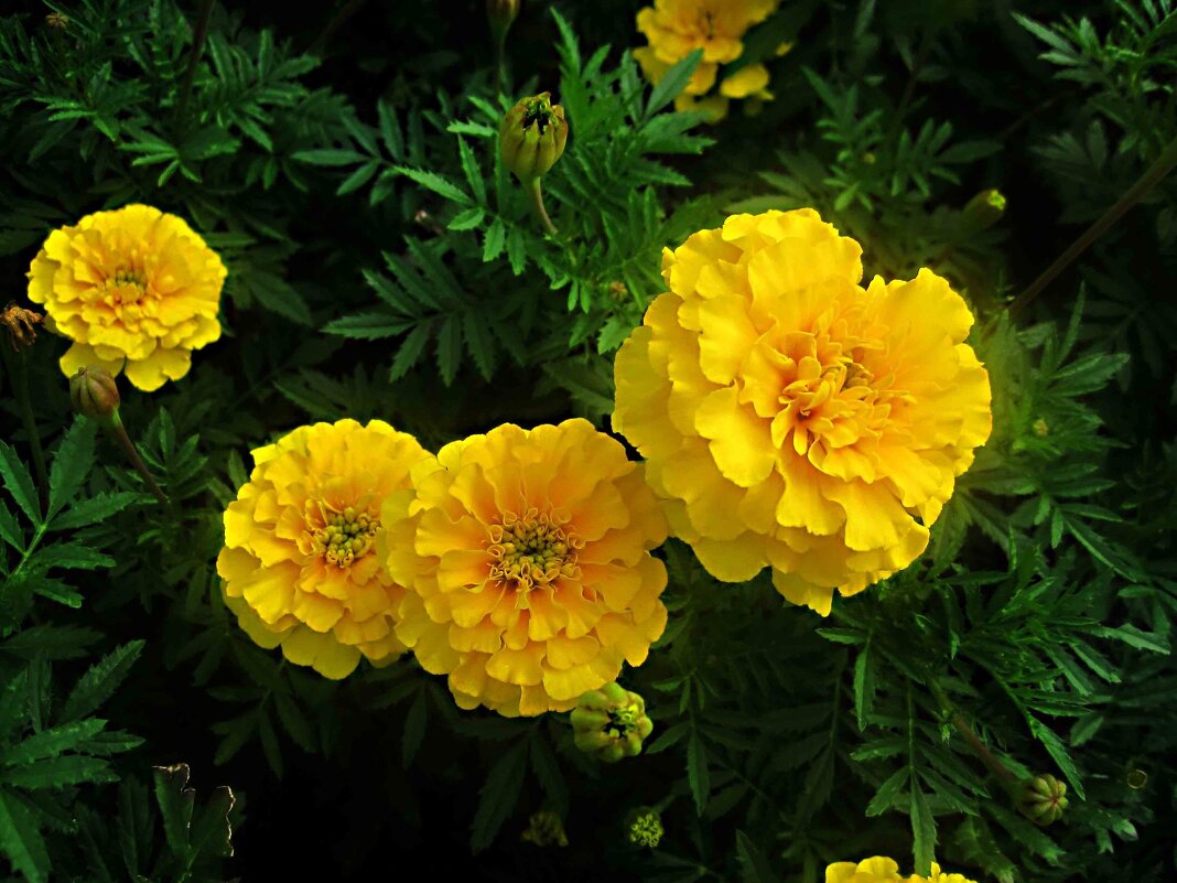 Солнышки - Елена Семигина