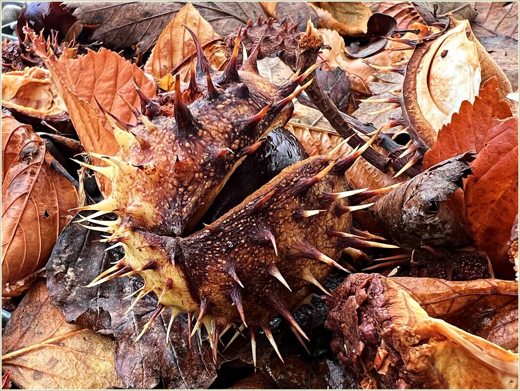 Осенние этюды....... - Валерия Комова