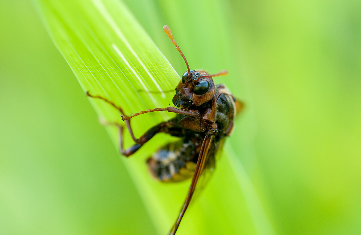 Насекомыш - Владимир Иванович
