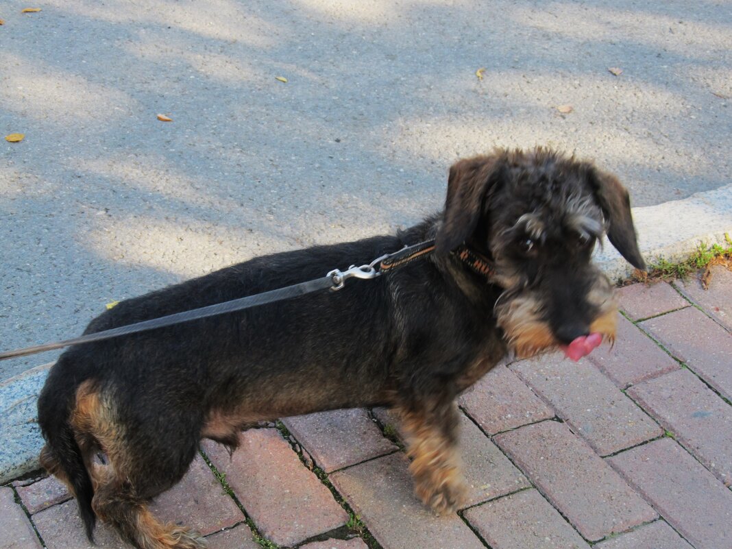 такая такса - Елена Шаламова