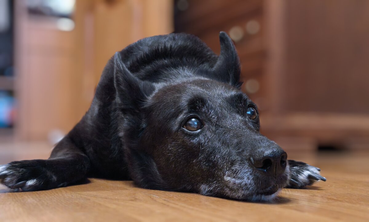 В ожидание прогулки - Oleg S